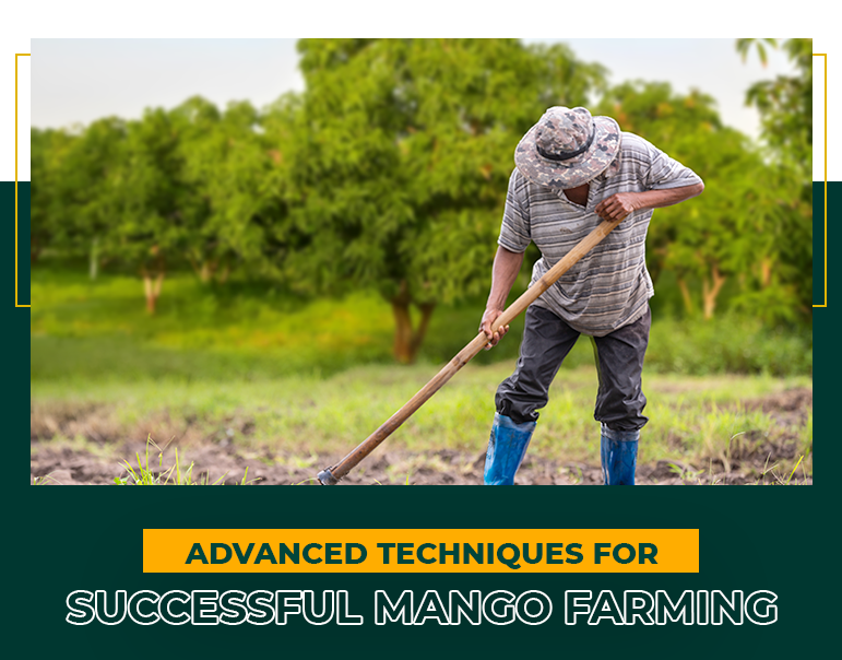 Advanced Techniques for Successful Mango Farming | Mfarms Blog