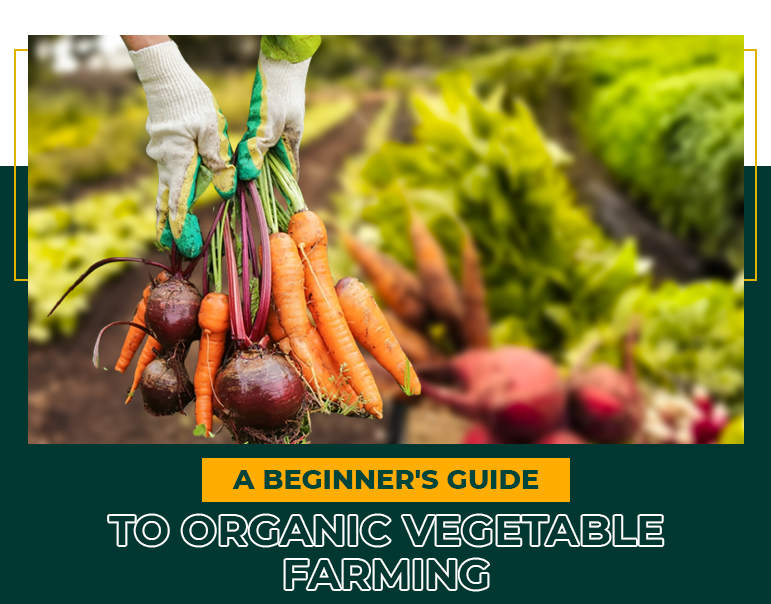 A Beginner's Guide to Organic Vegetable Farming | MFARMS Blog