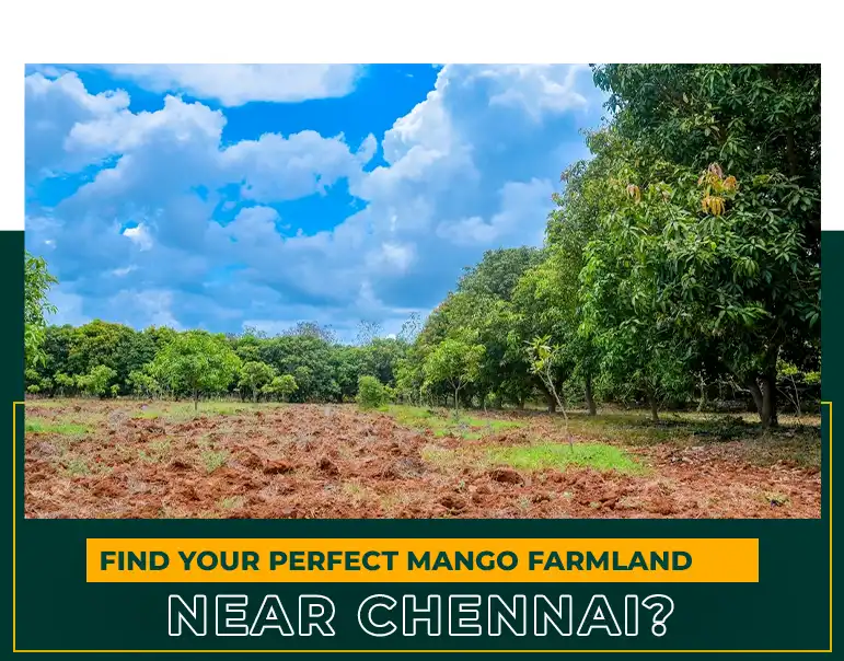 Find Your Perfect Mango Farmland near Chennai? | Mfarms Blog