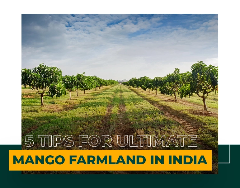 5 Tips for Ultimate Mango Farmland in India