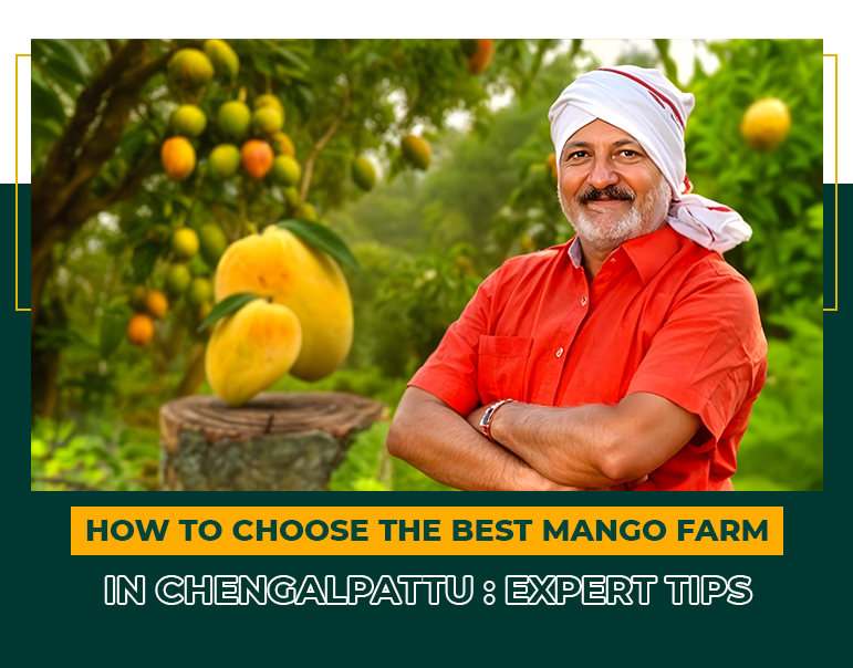 How to Choose the Best Mango Farm in Chengalpattu: Expert Tips | Mfarms Blog