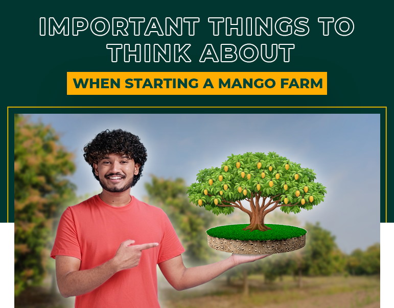 Important things to think about when starting a Mango Farm | Mfarms Blog