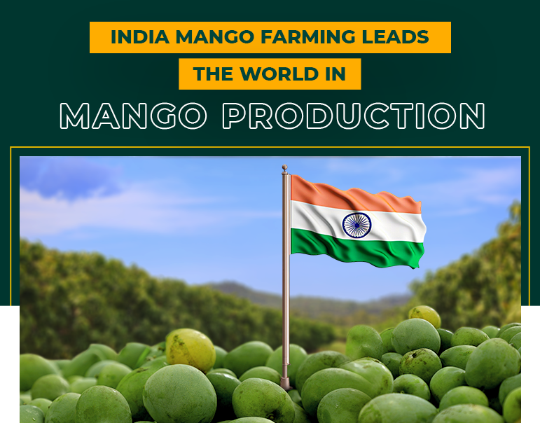 Mango farm production trends for 2024-2025: An estimated 4.2% increase