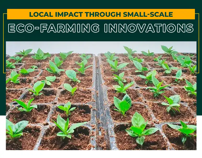 Local Impact through small-scale eco-farming innovations | Mfarms Blog