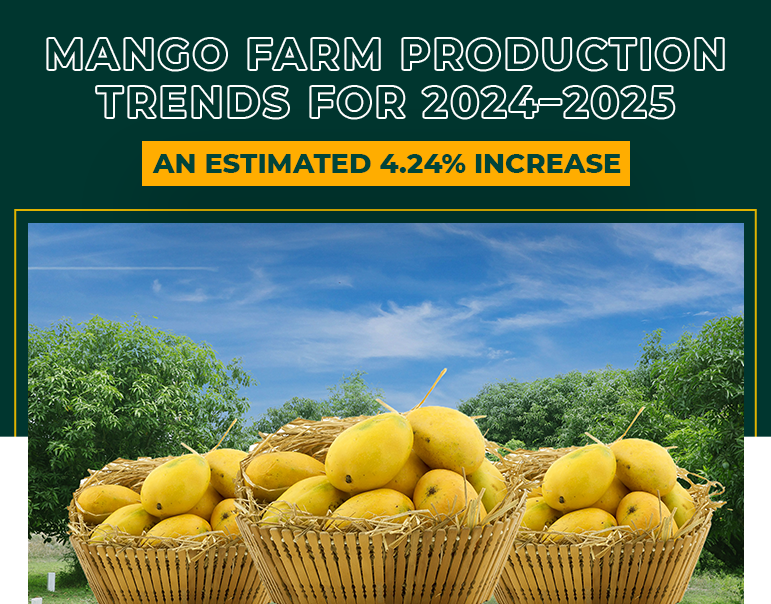 Mango farm production trends for 2024-2025: An estimated 4.2% increase