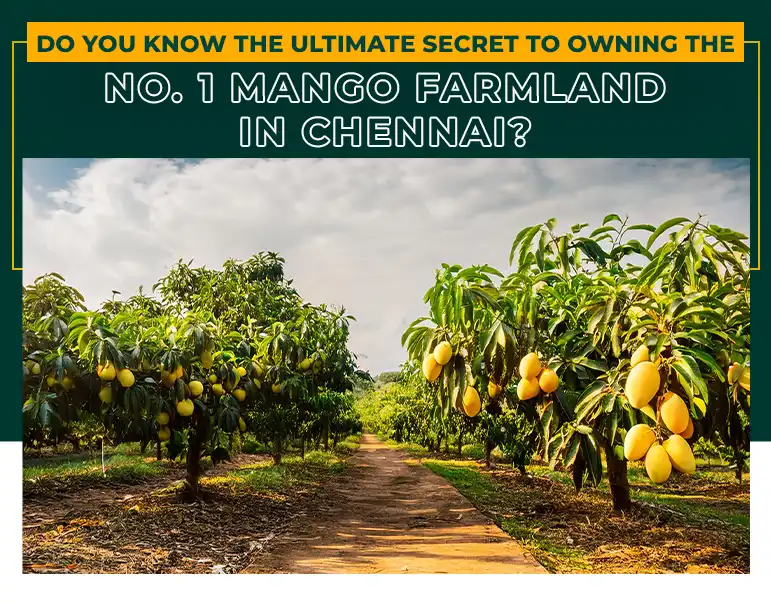 Owning the No. 1 Mango Farmland in Chennai | Mfarms Blog