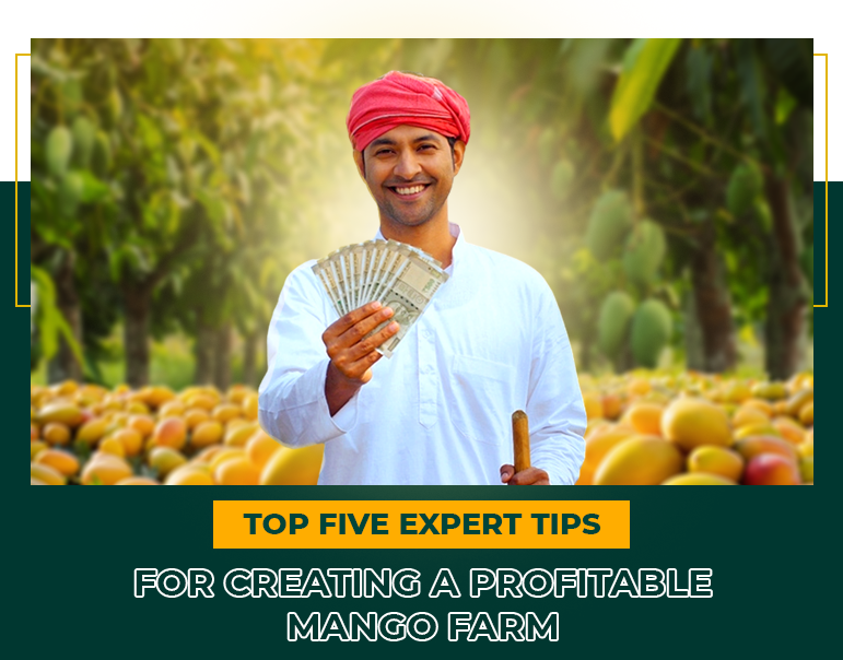 Top Five Expert Tips for Creating a Profitable Mango Farm | Mfarms Blog