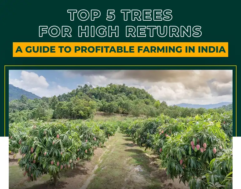 Top 5 Trees for High Returns: A Guide to Profitable Farming in India