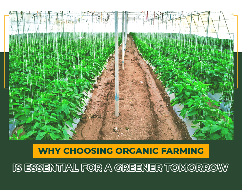 Why Choosing Organic Farming is Essential for a Greener Tomorrow | Mfarms Blog