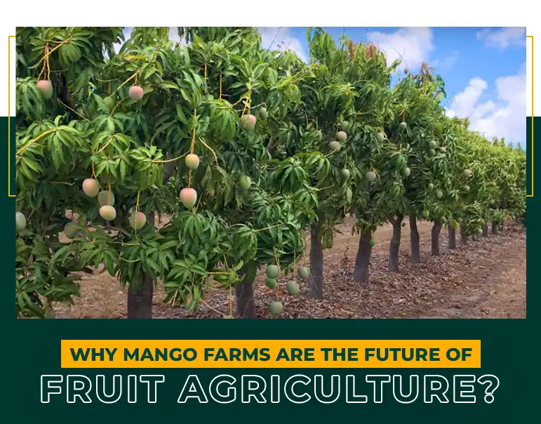 Why mango farms are the future of fruit agriculture? | Mfarms Blog