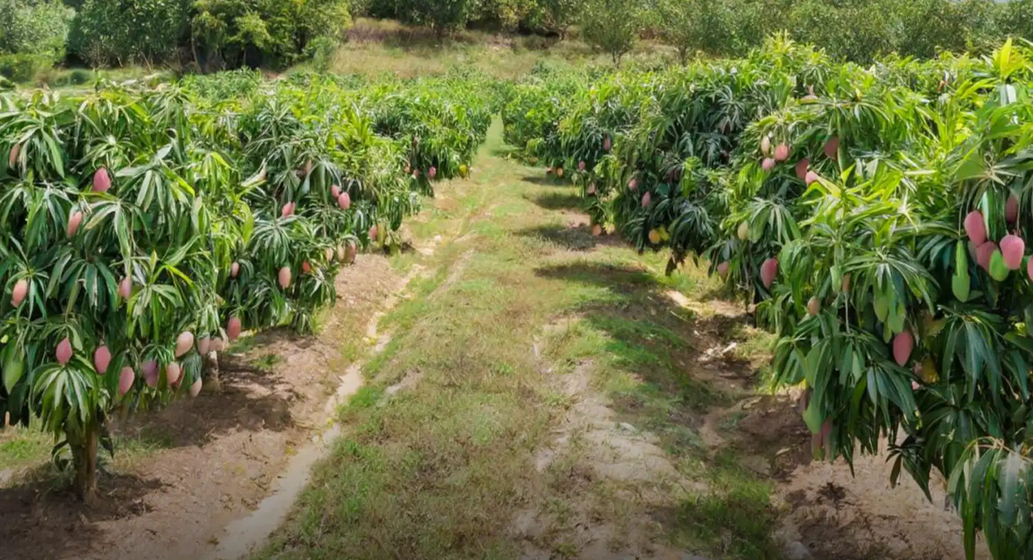 Mango farm land for sale in chennai