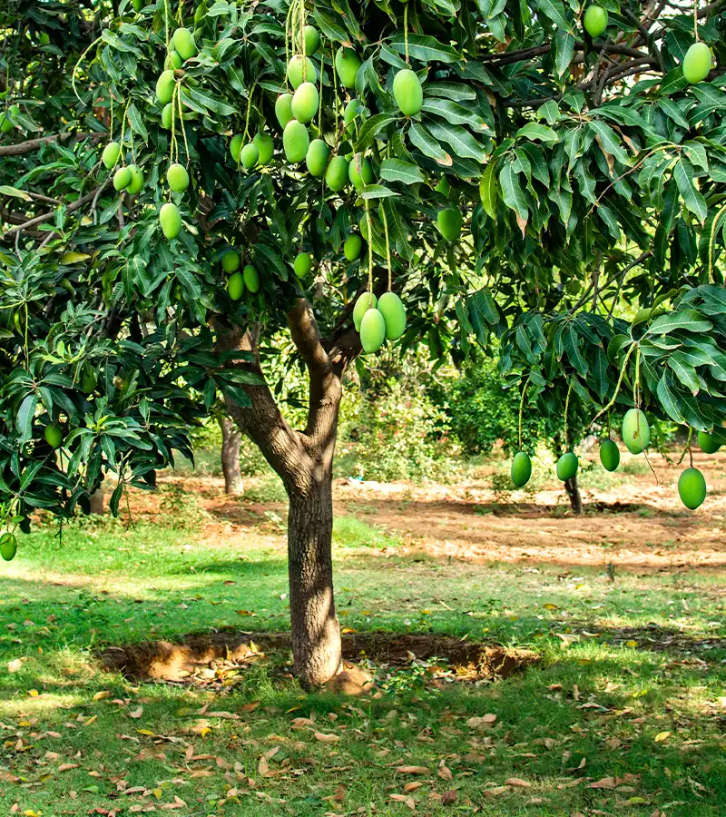 Mango farm land for sale in chennai