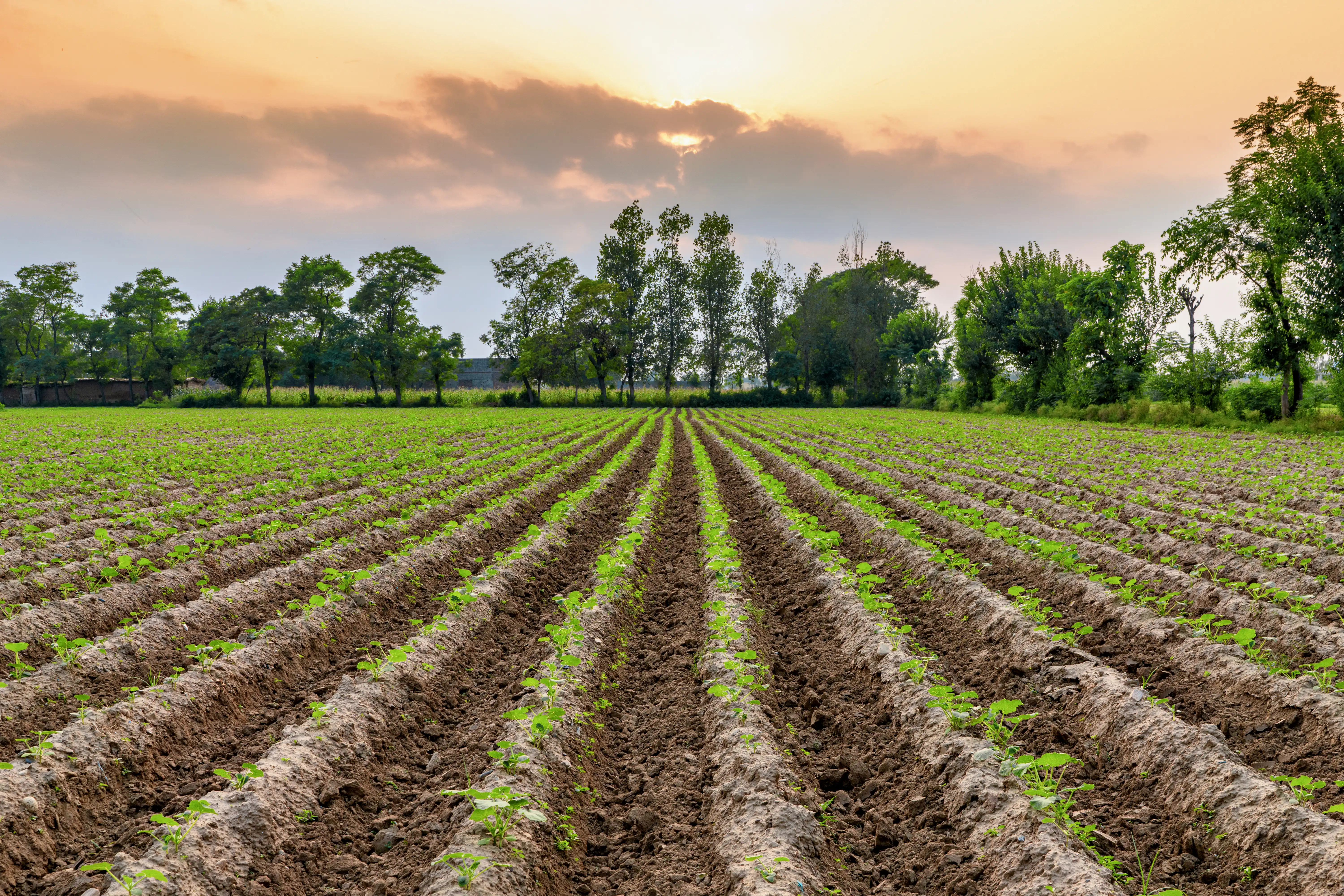 Buy Agricultural Farmland | Agricultural Farmland for Sale