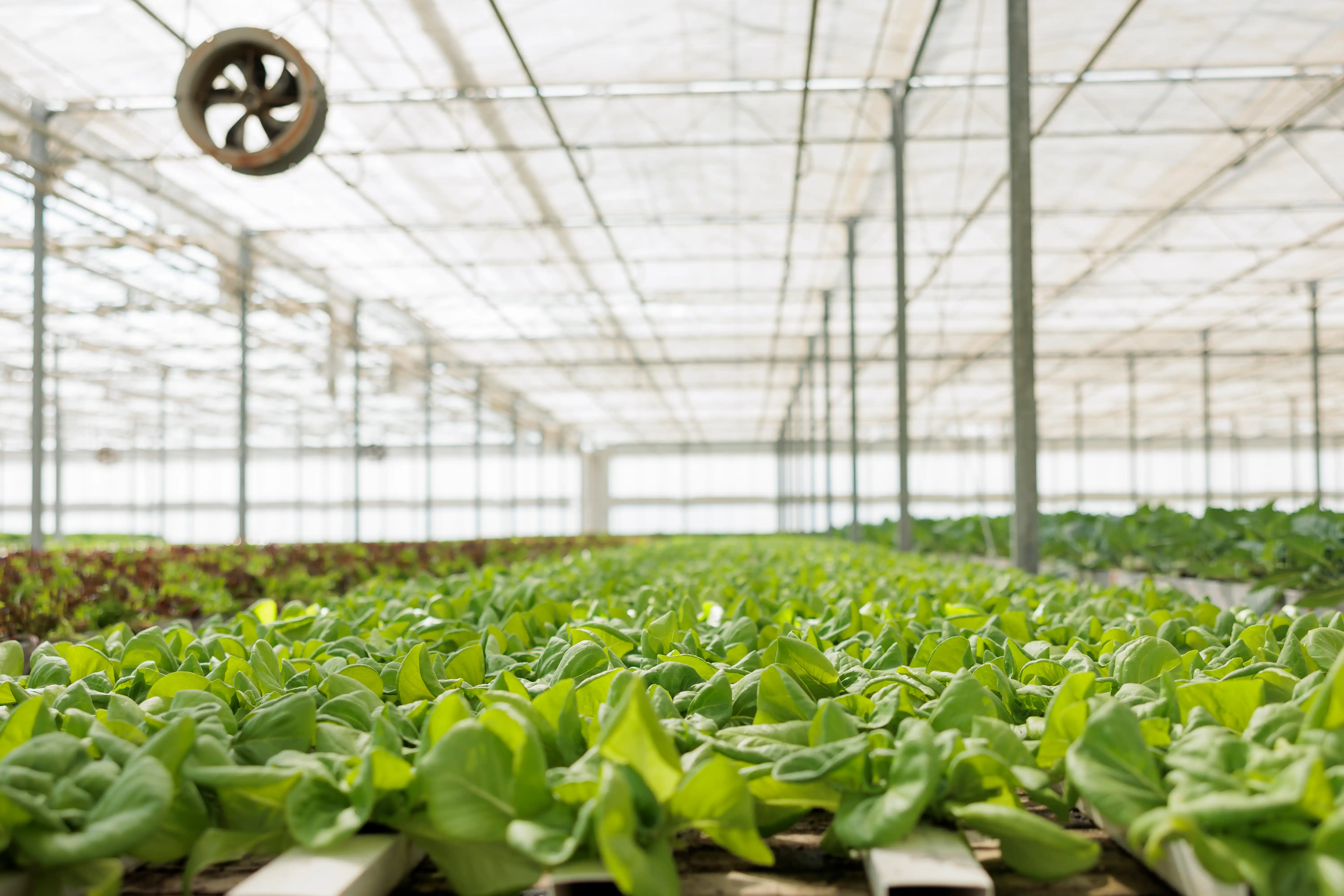 Sustainable Hydroponic Farming | Hydroponic Farm Setup