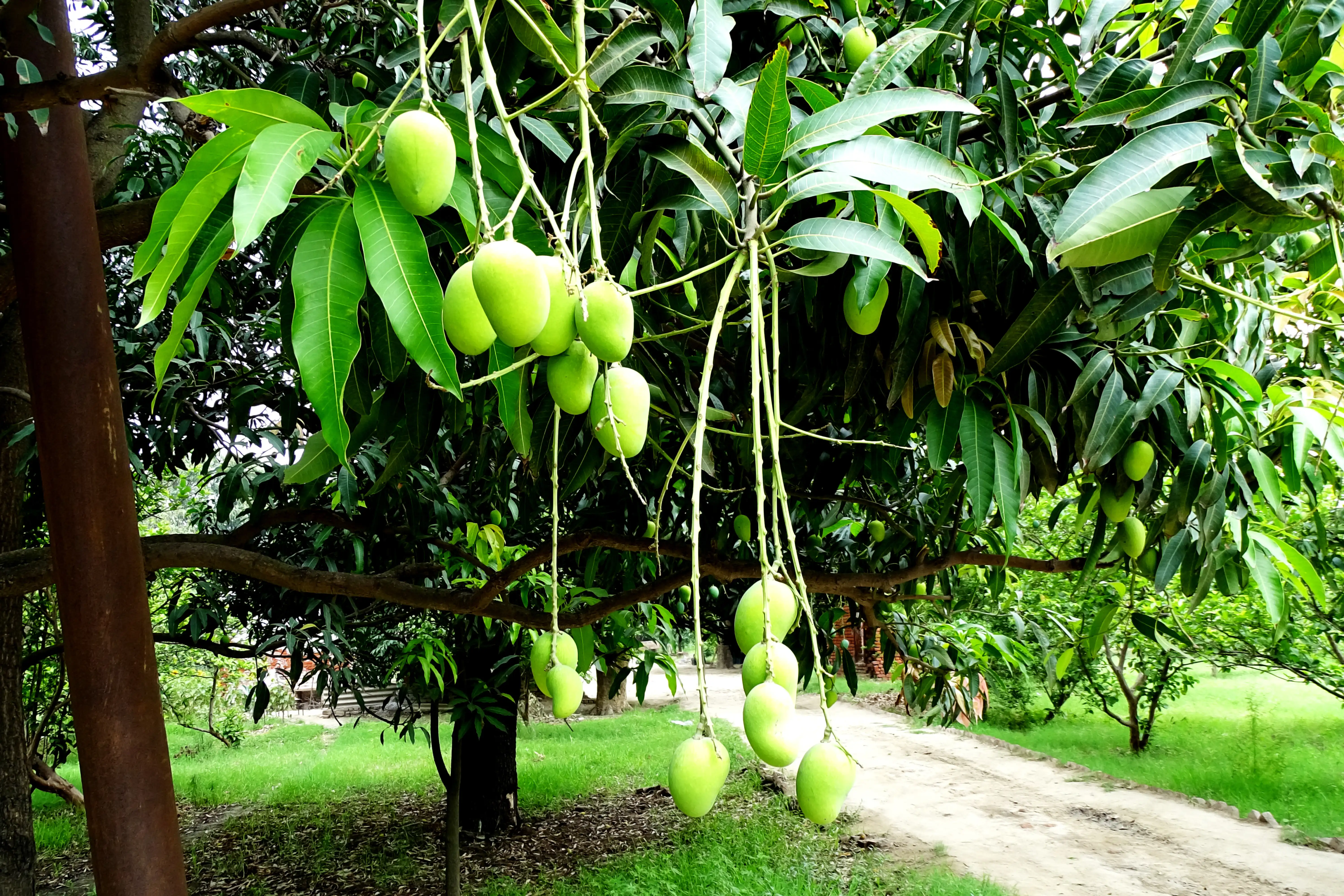 Mango Farm for Sale | Mango Farm | Mango Farms | Managed farm