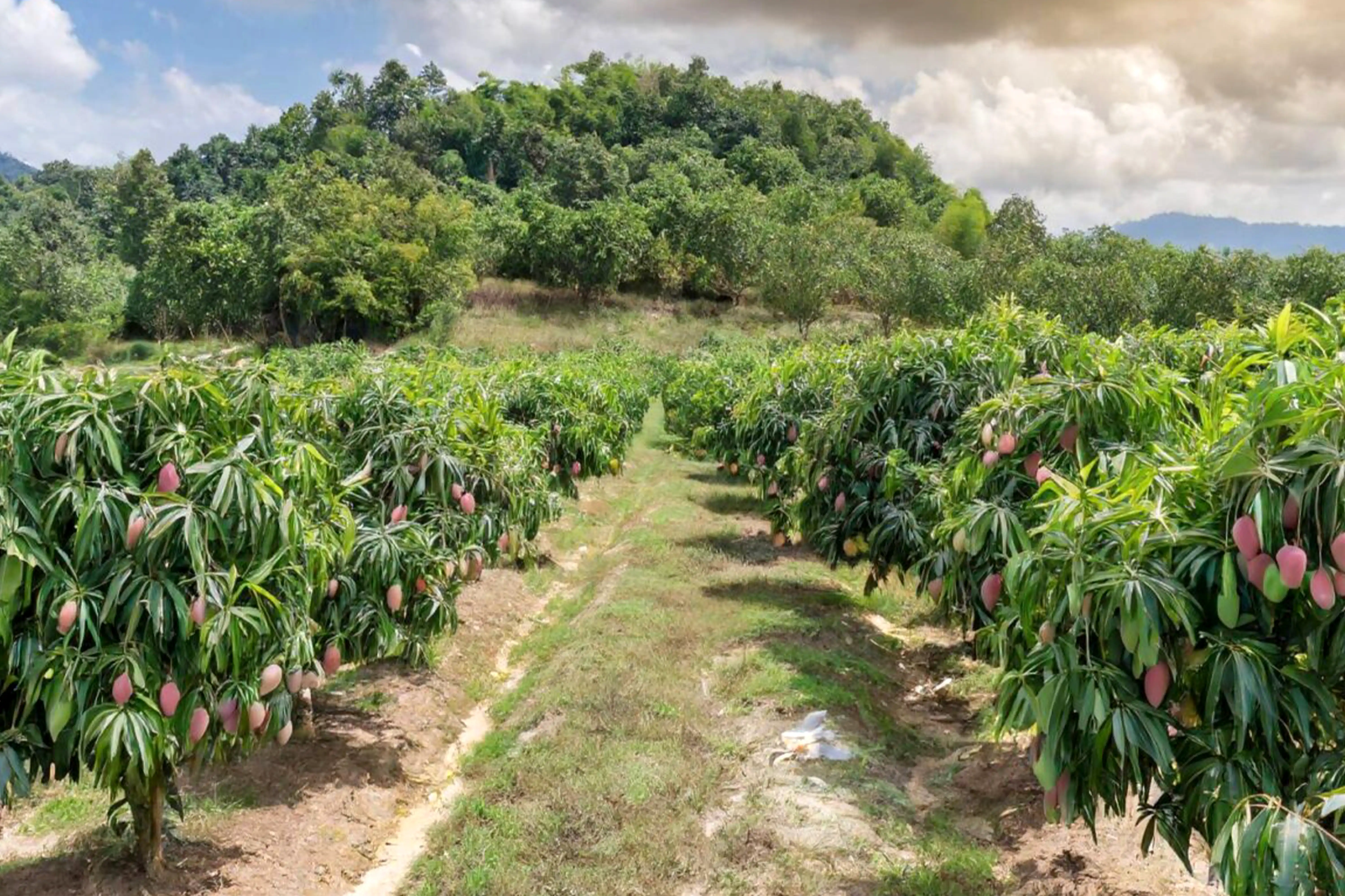 Mango Farm for Sale | Mango Farm | Mango Farms | Managed farm