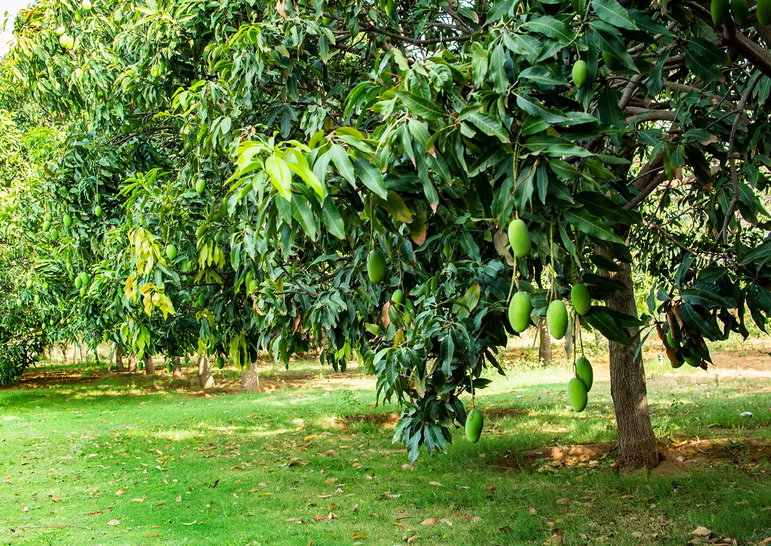 Mango Farm for Sale | Mango Farm | Mango Farms | Managed farm